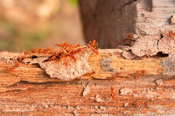 Termites, ants fighting termite on rotten wood, with termite hol