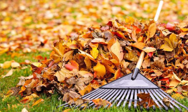 Rake With Leaves