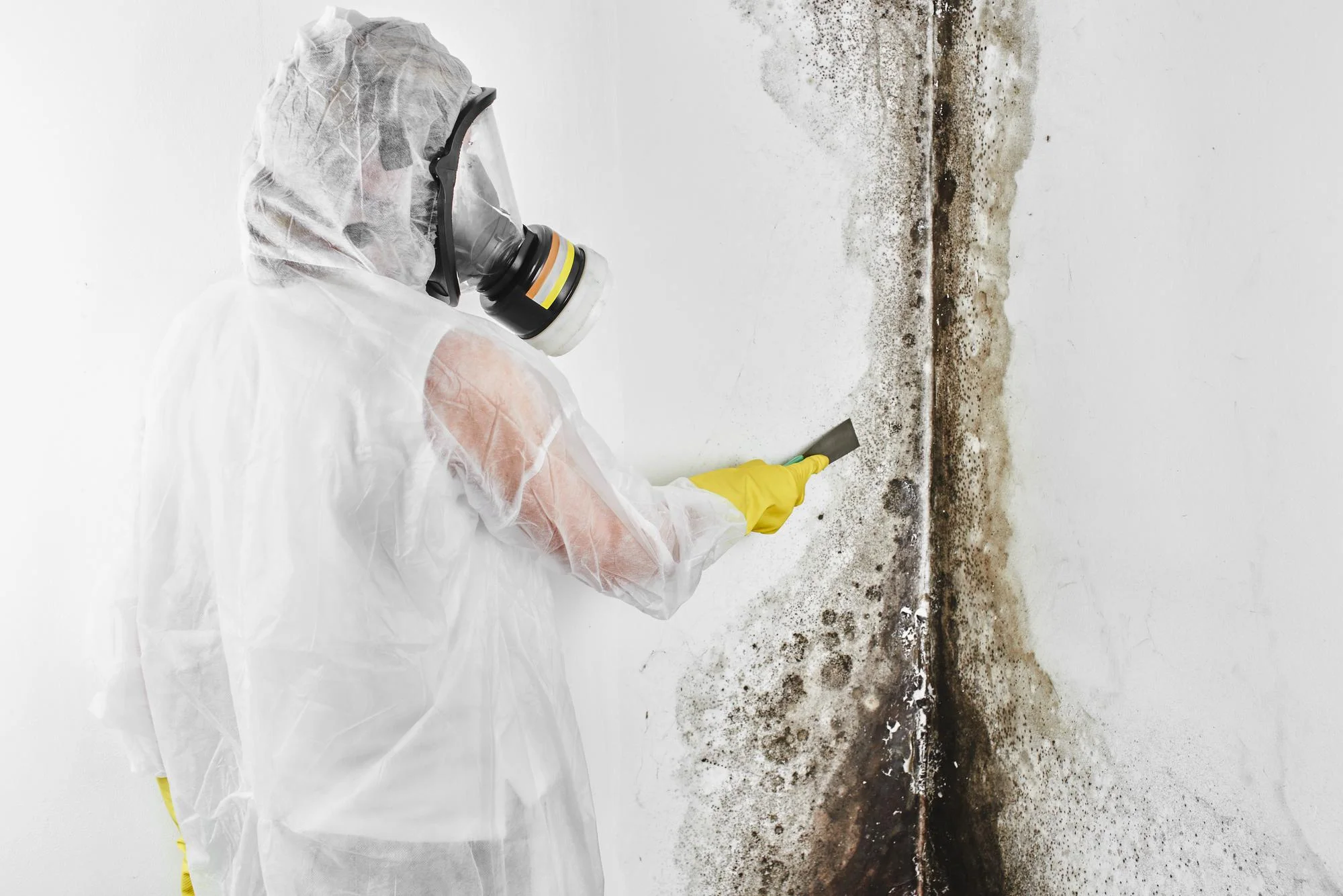 Mold Growth Indoors