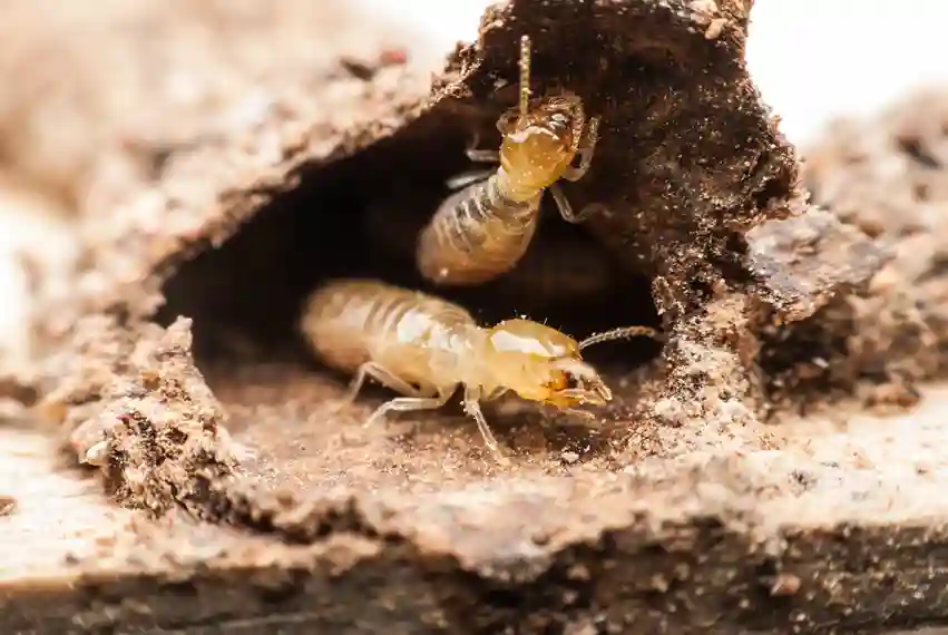 termite inspection